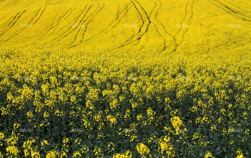 yellow fields. nature 