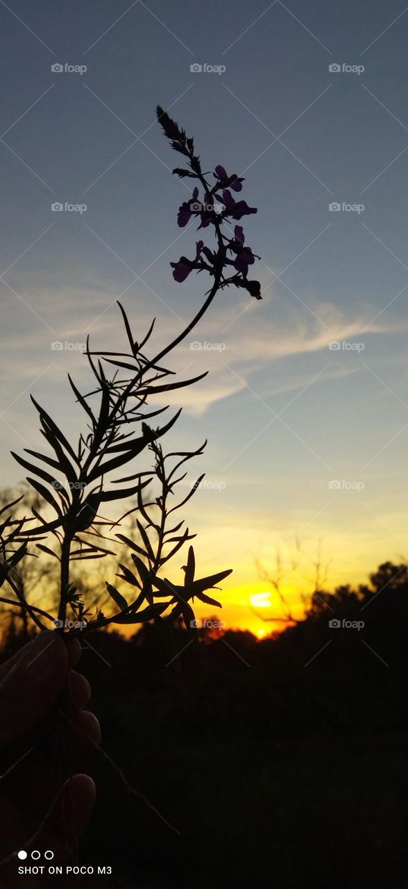 beautiful flower embracing the sunset.