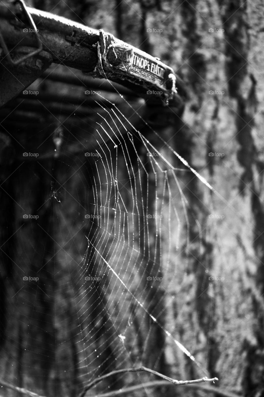 Spider web on the saddle