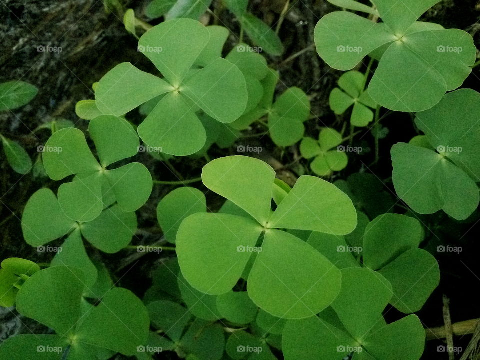 green leaf's