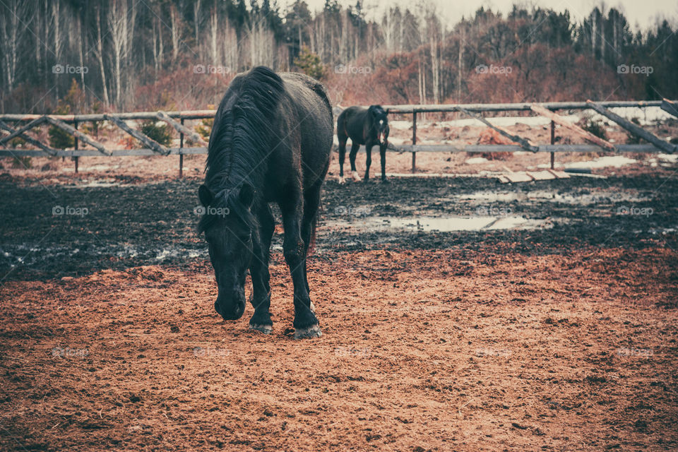 Beautiful horses