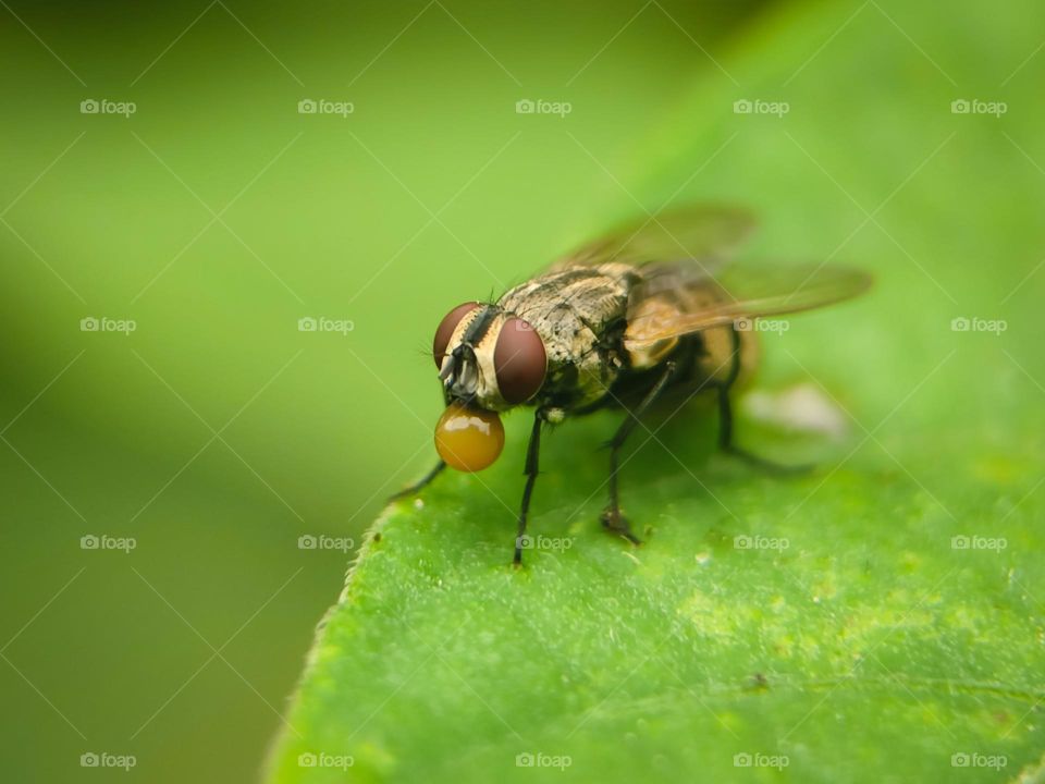 Flies on green leaves