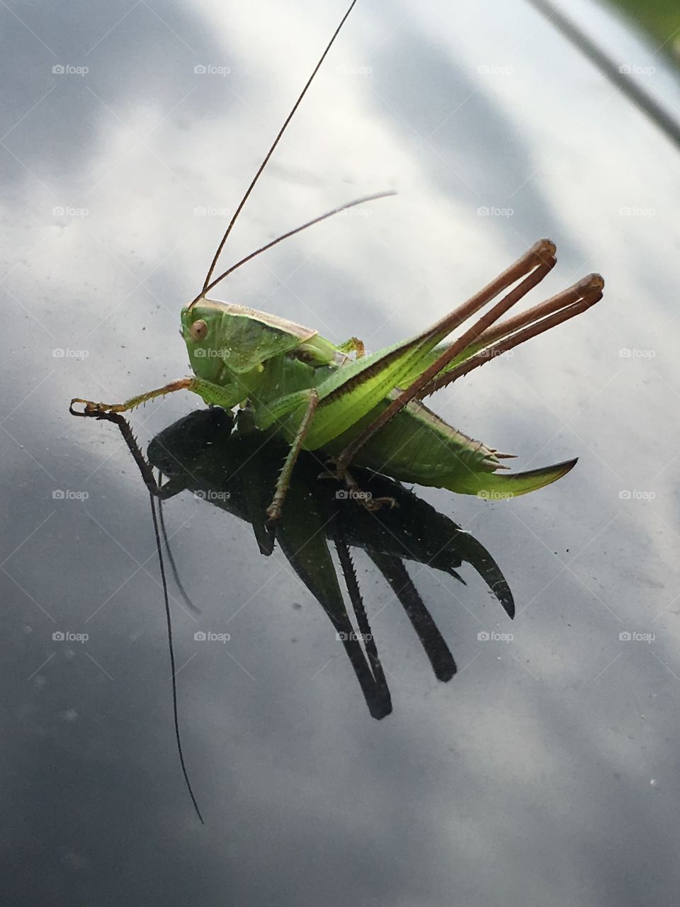 large green grasshopper sits on the hood of the car.