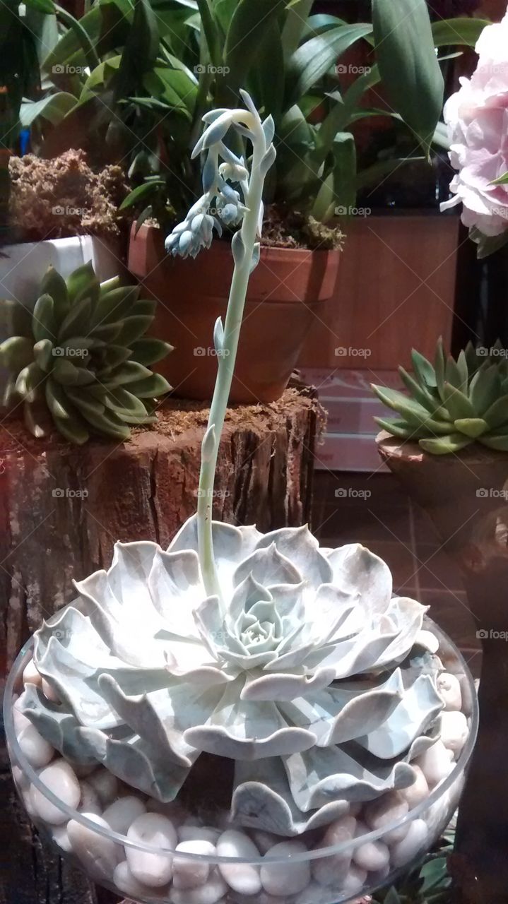 Succulent plant. at shop
