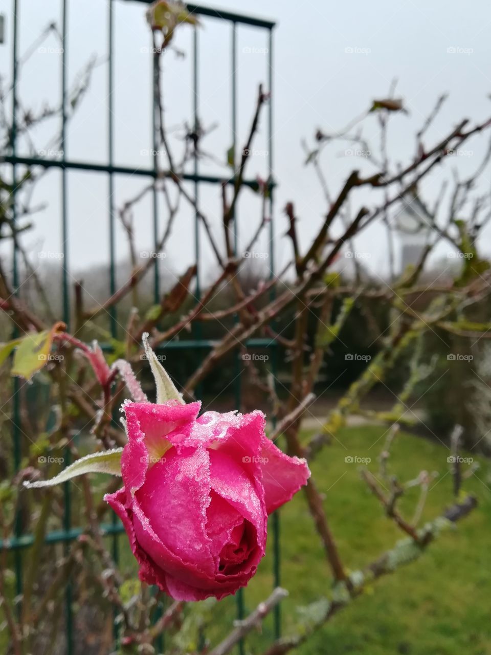 Iced rose in early spring