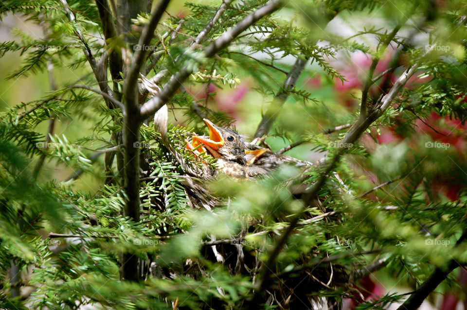 baby tree birds bird by refocusphoto