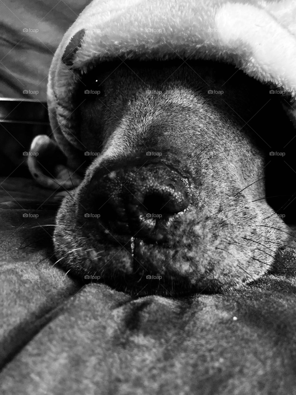 Beautiful dog in a blanket 