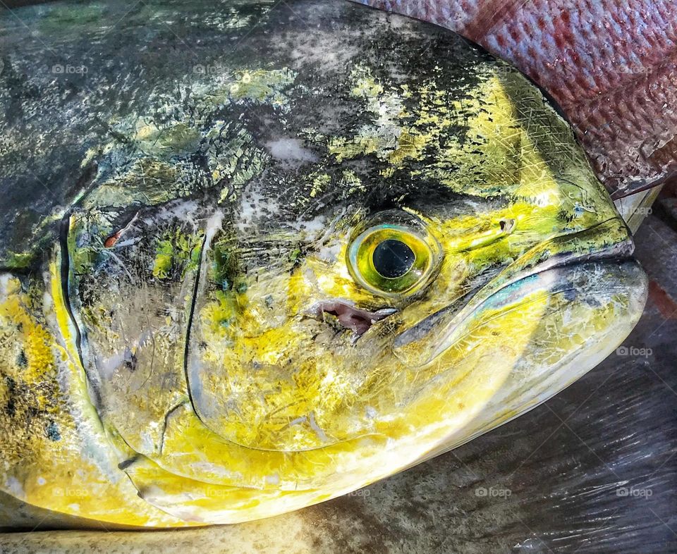 FLORIDA Pompano (pout snout)