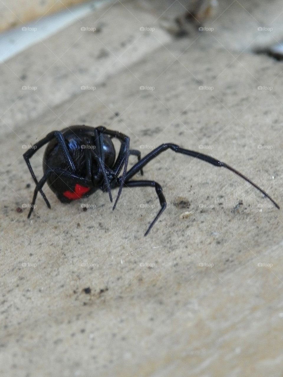 Black widow spider