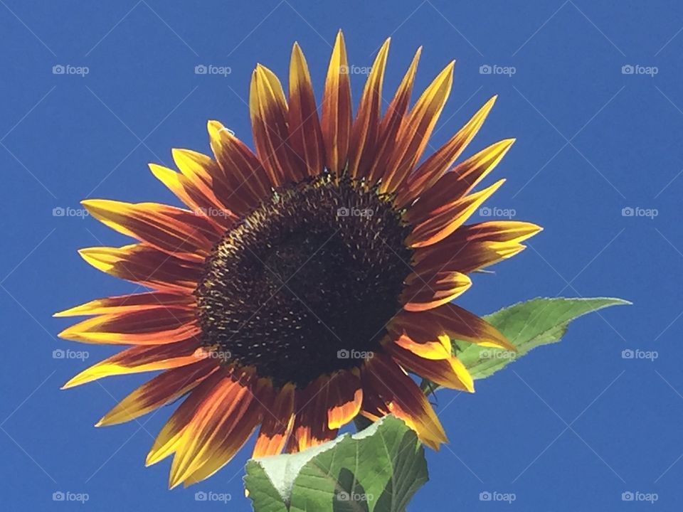 Sunflower Closeup 