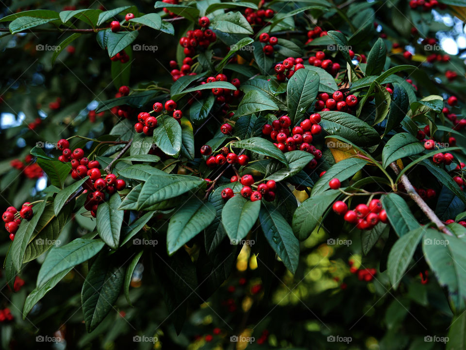 Berries on a tree during autumn in Belgium.
