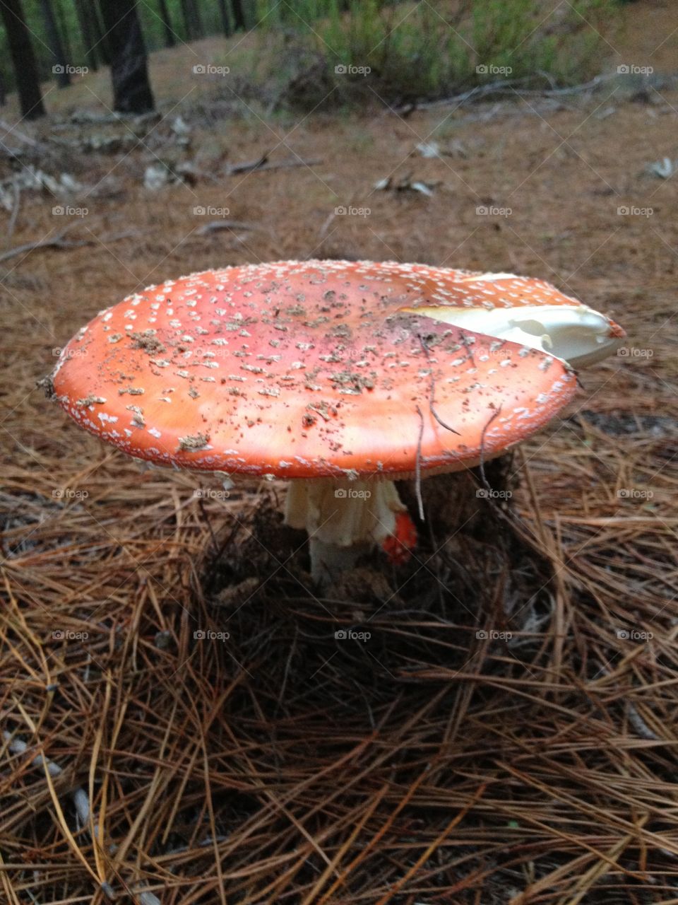 Mushrooms dep in the forest