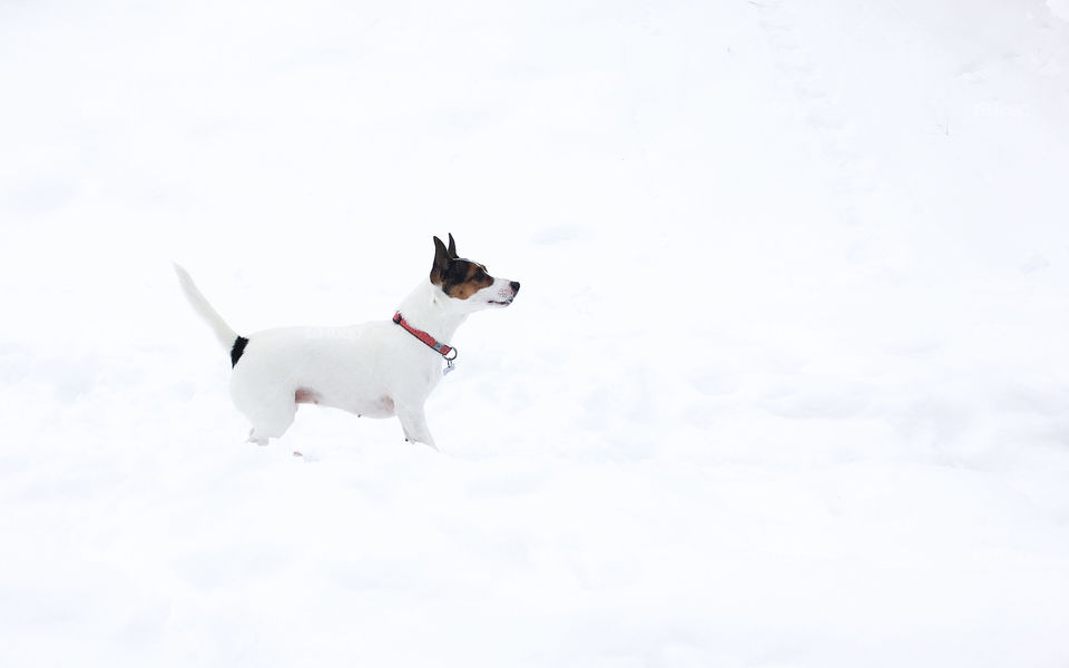 Jack Russell Terrier dog standing in the snow, blending in. Photographed from the side. Space for copy. 