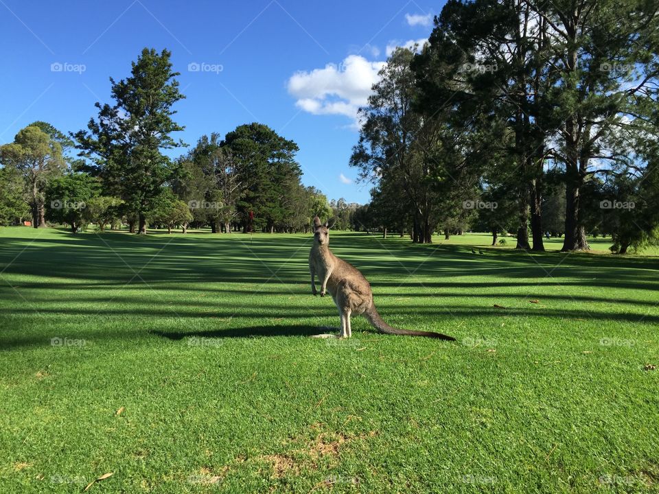 Australian kangaroo on local golf course 