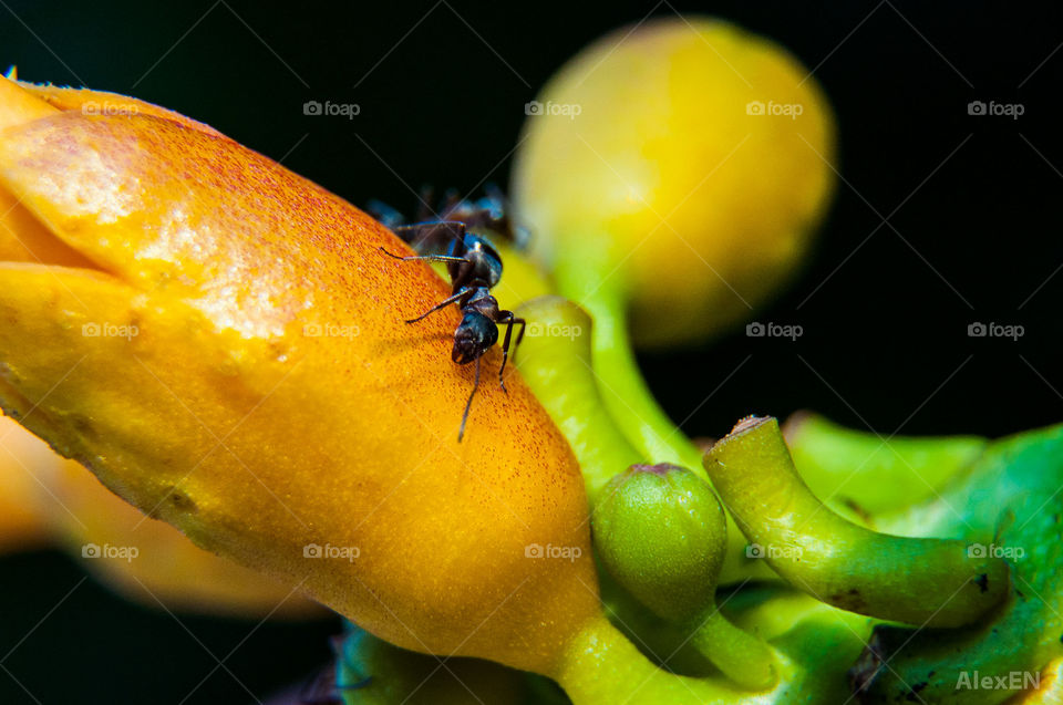 Ants on plant