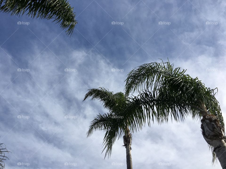 Sky, palms, palm trees, clouds, day, daylight, daytime, sunlight, sun, sunshine, tree, trees, view, no person, nature 