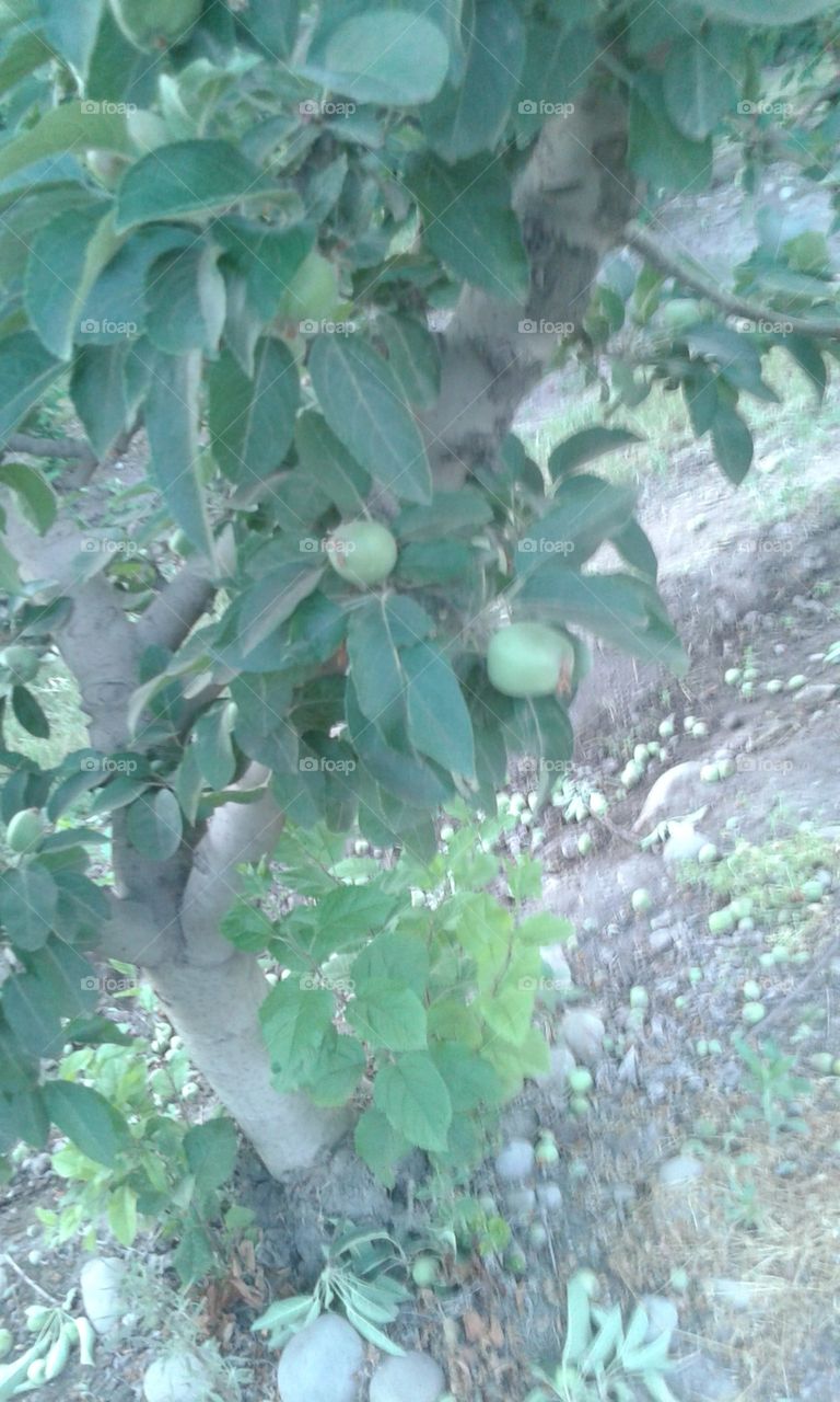 lista la fruta para crecer linda y fuerte