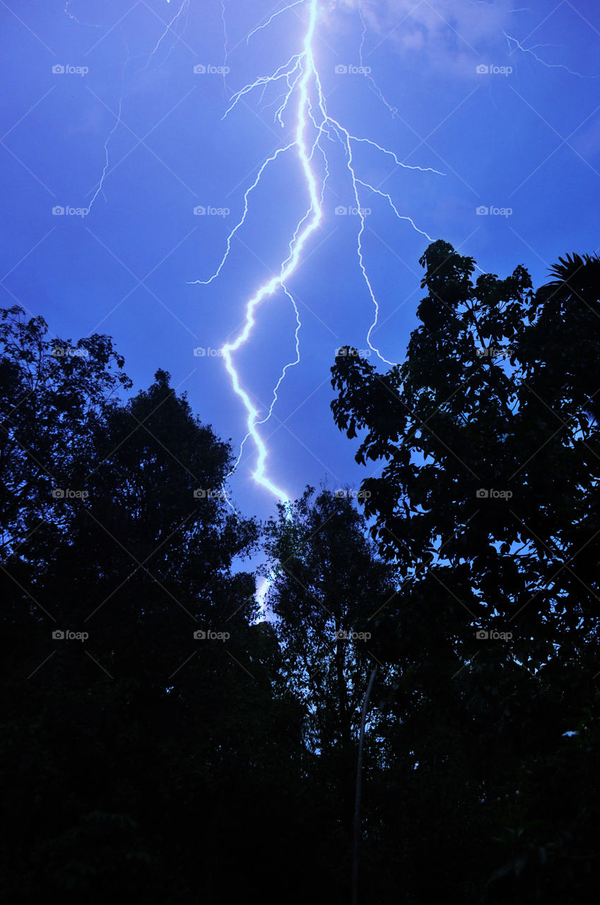 Lightning strikes a tree