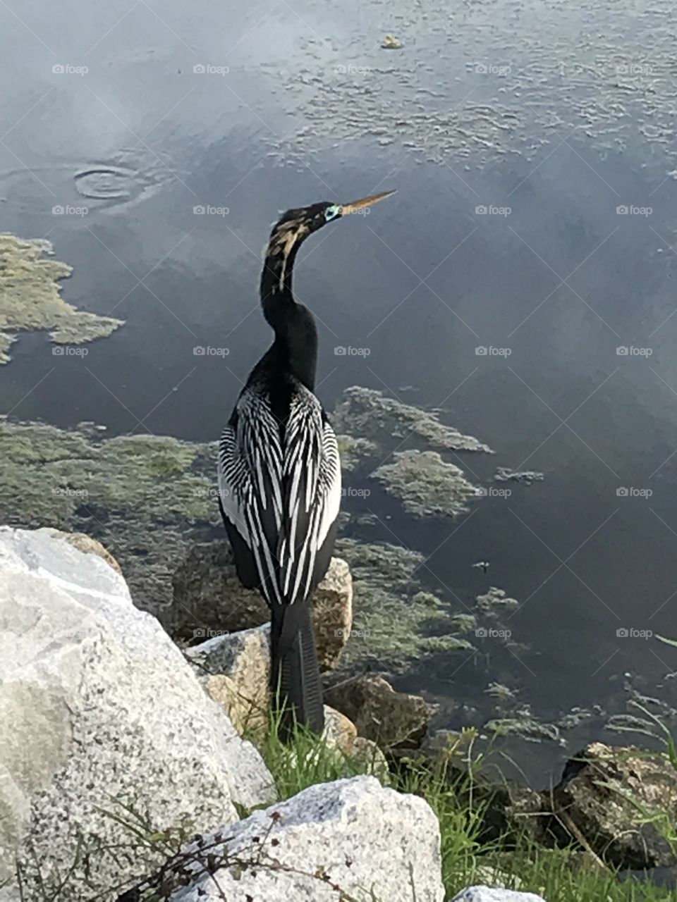 A beautiful Anhinga poised for a pic 