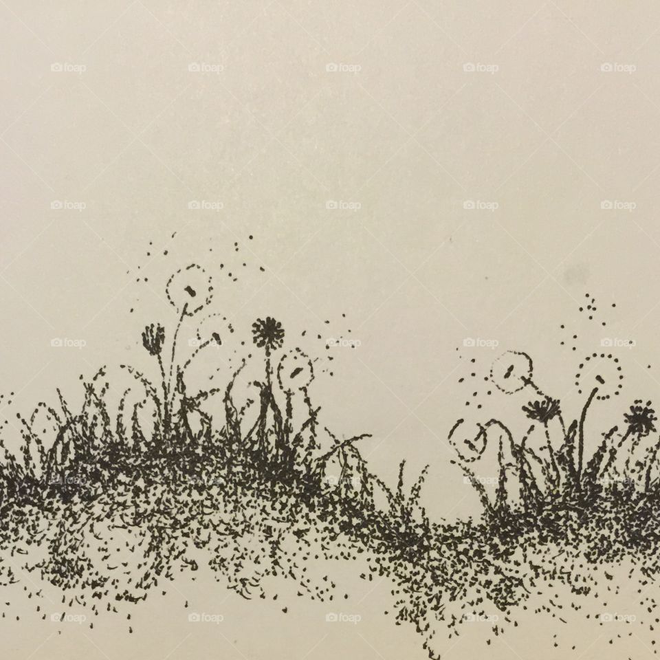 Sketch of dandelions