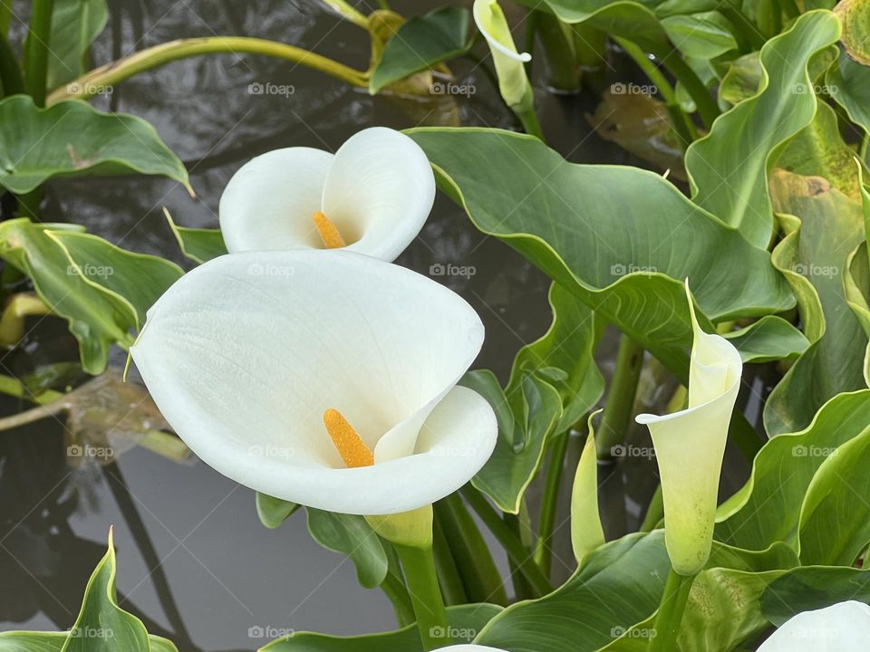 Alocasia in Yang Ming Shan 