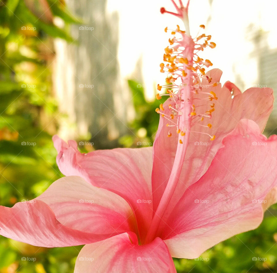 Close-up of red flower