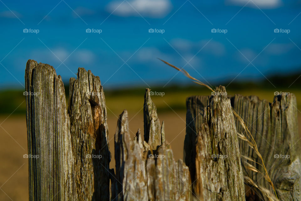 decayed wooden post