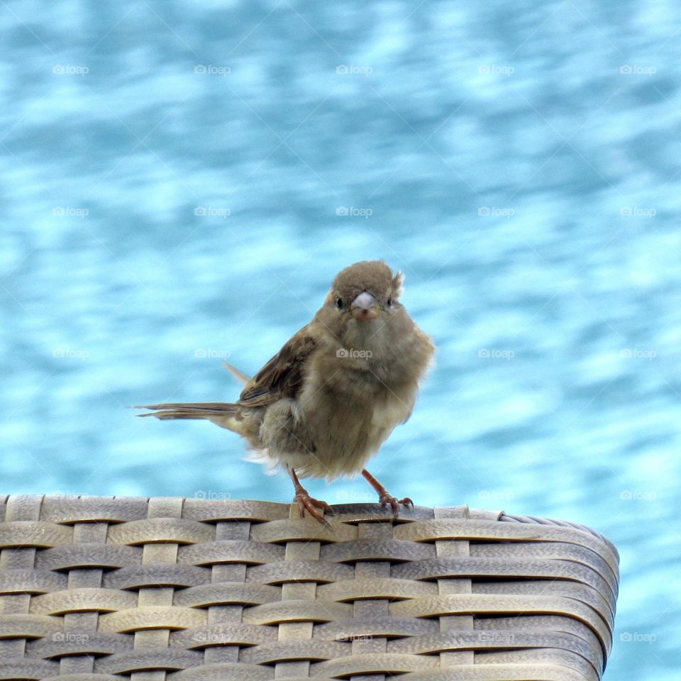 Small bird perched on chair by the pool