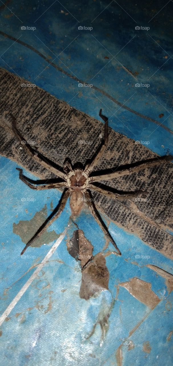 Heteropoda venatoria. Spiders are predators (carnivores), sometimes even cannibals. The main prey is an insect.