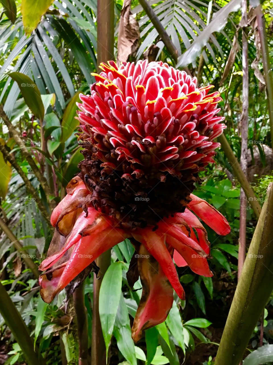 Bloom at Hawaii Tropical Botanical Garden