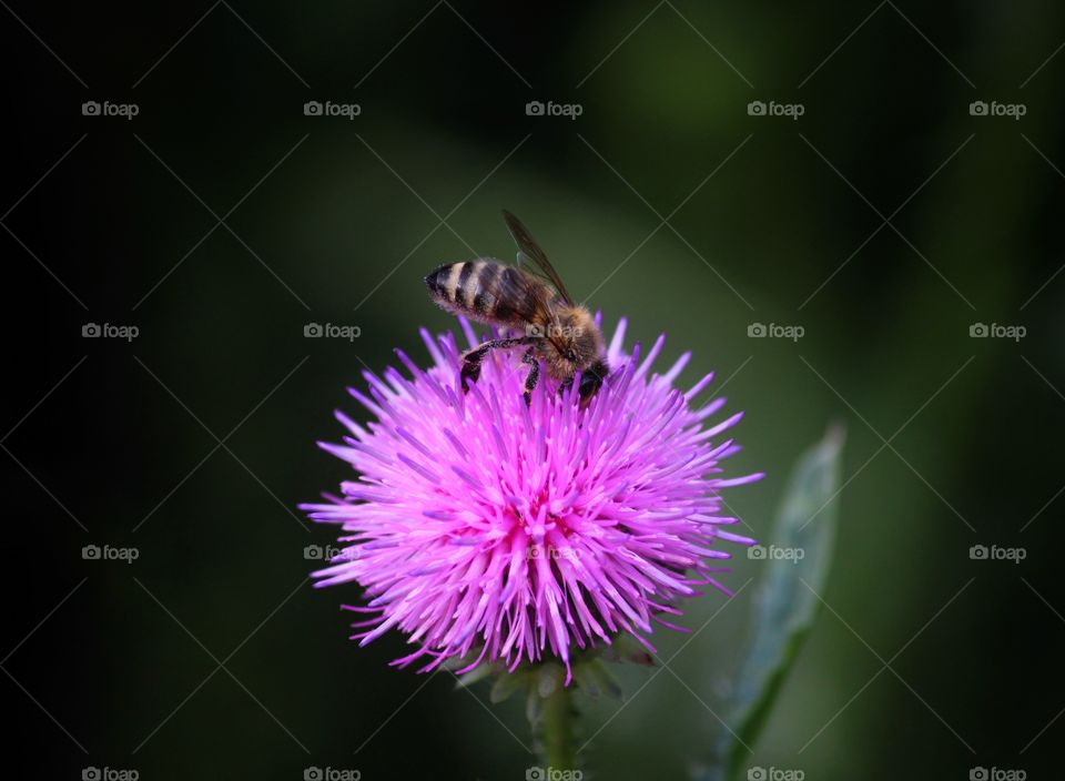 Bee on top of the flower head