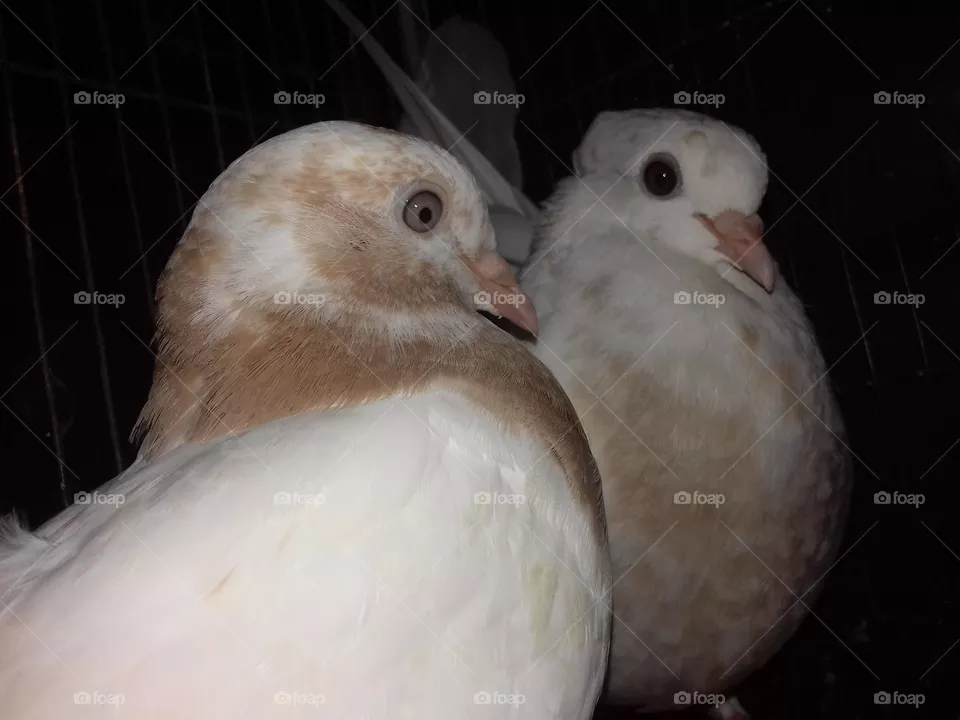 Two Adult Pigeons Birds