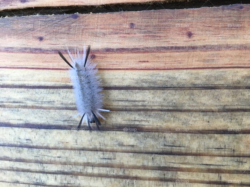 Fuzzy bug 