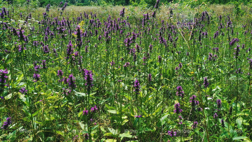 wildflowers in the park of the city of Kiev