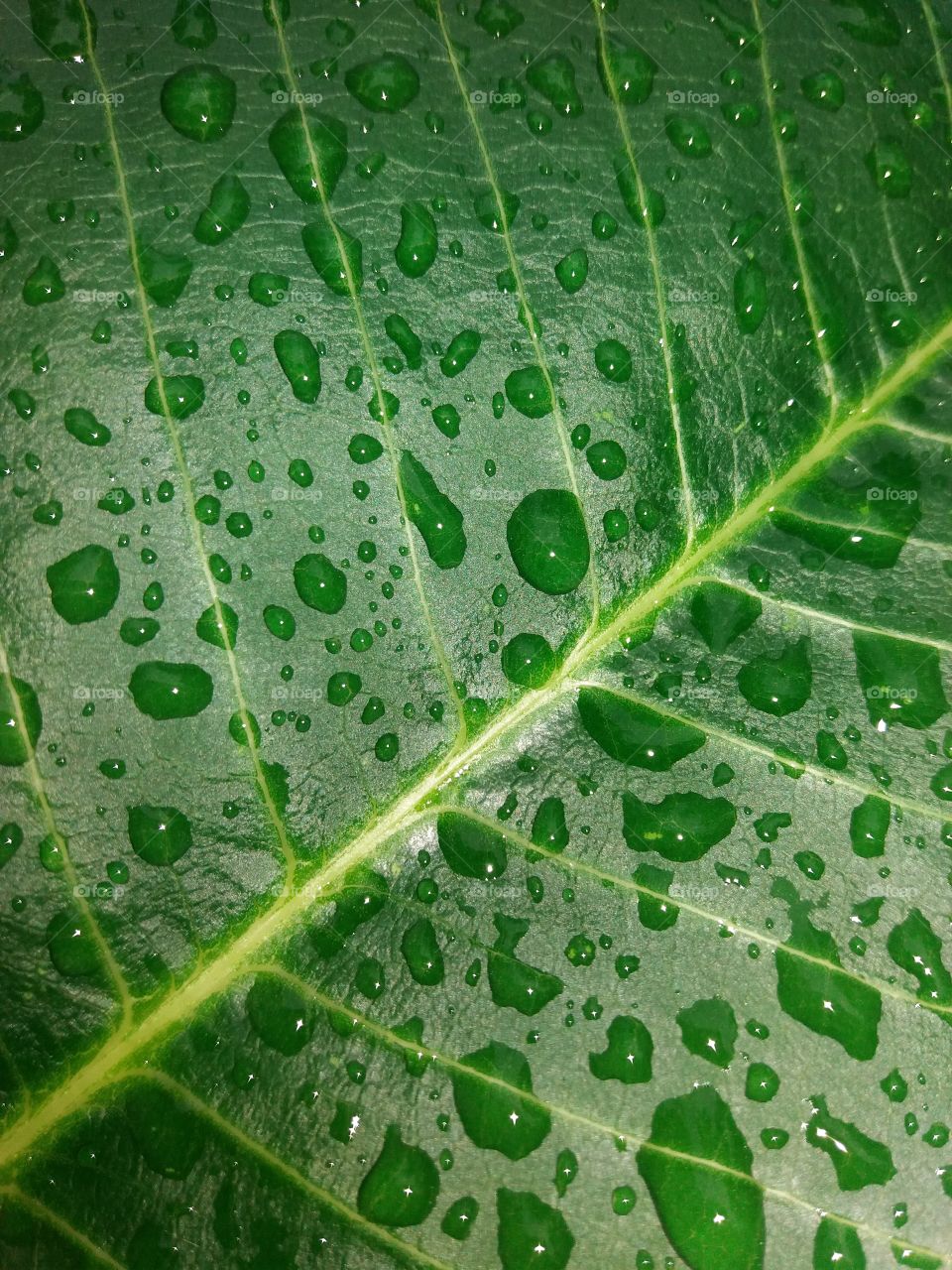 Wet leaf vain by water splash.