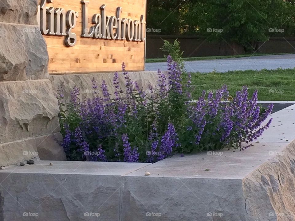 Purple flowers at park entrance 