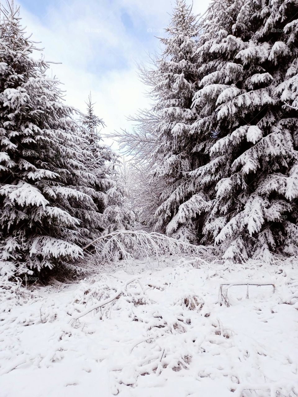 Fir Trees in Winter Snow