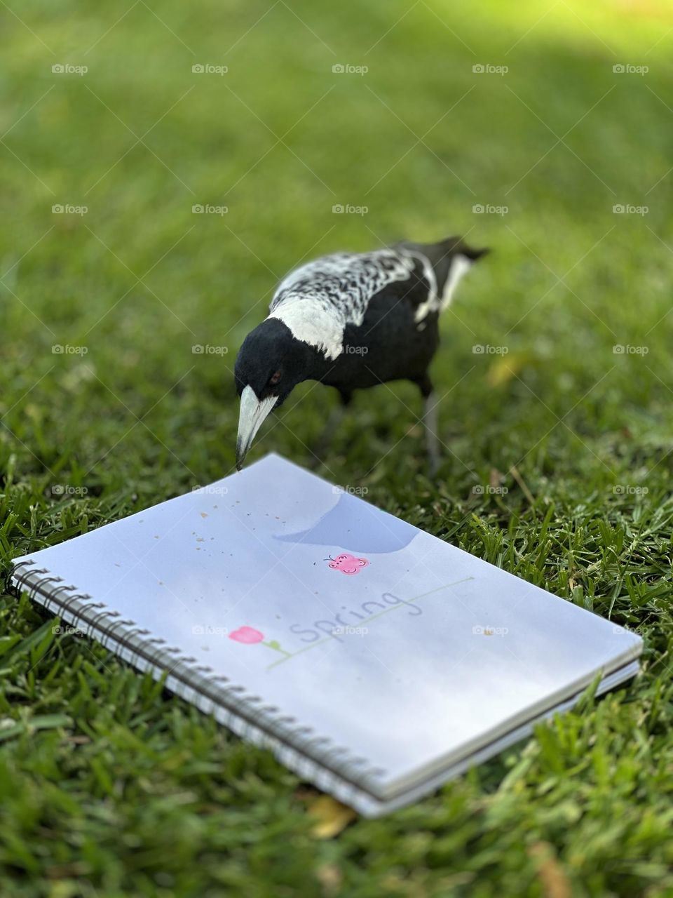 Magpie in spring 