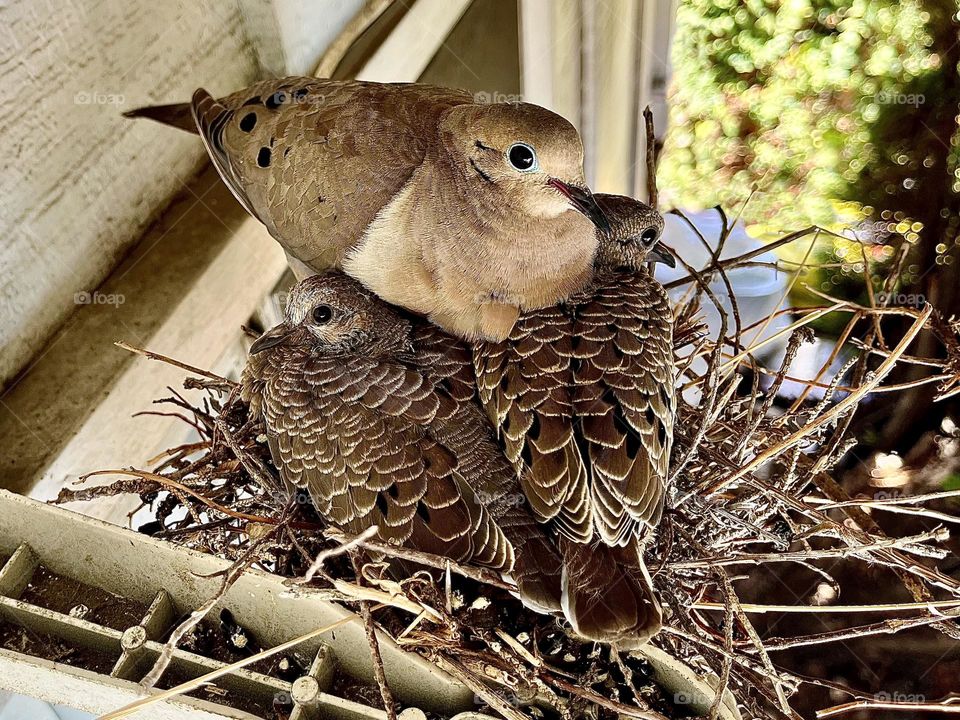 Mourning Dove and Two Squabs