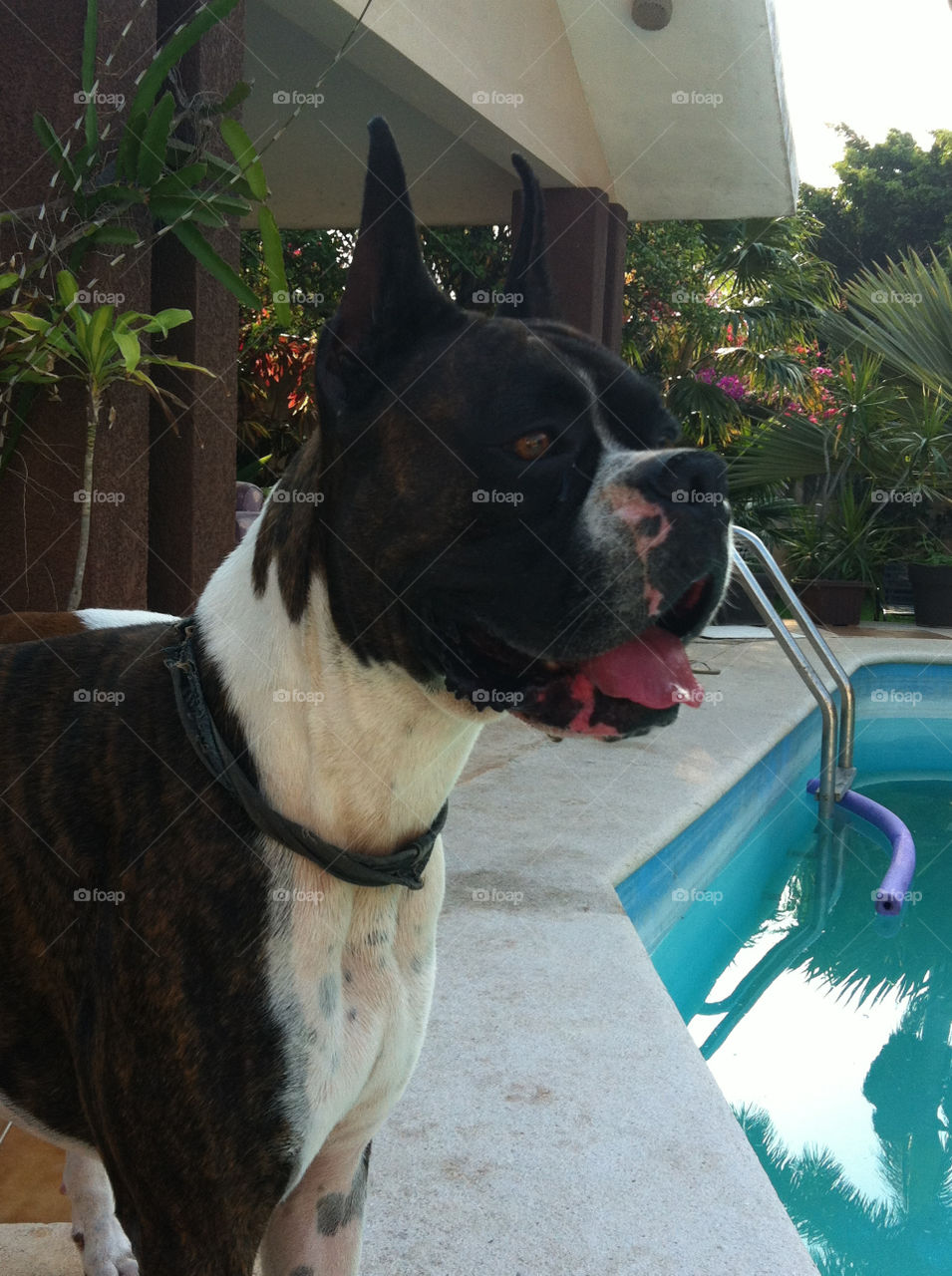 Boxer dog near a pool on a hot day