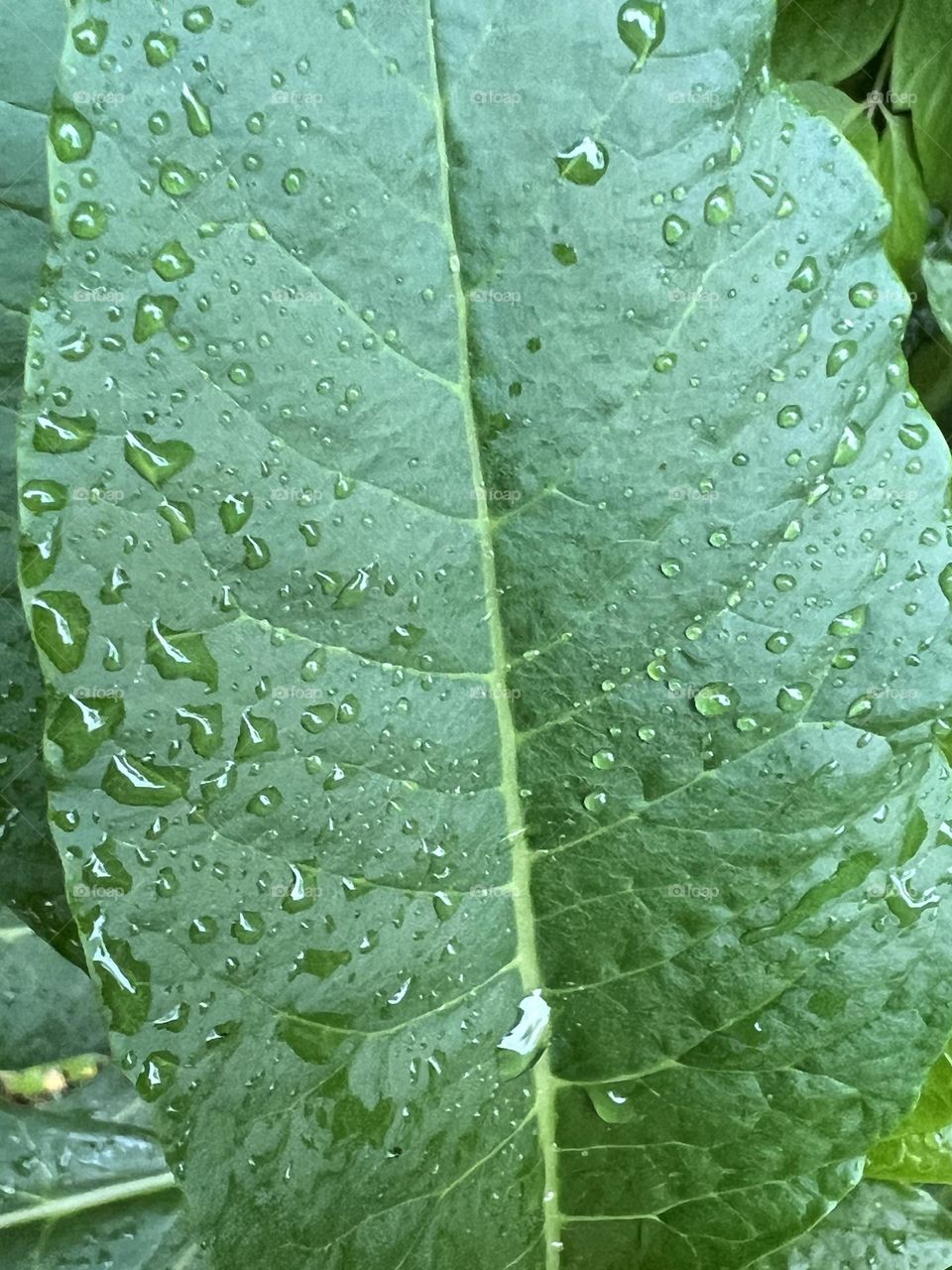 Raindrops on a leaf