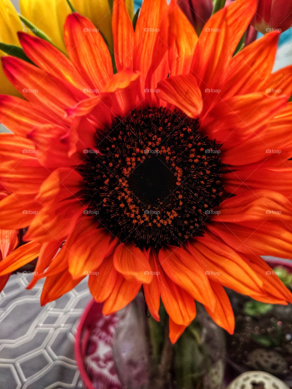my wife's flower.