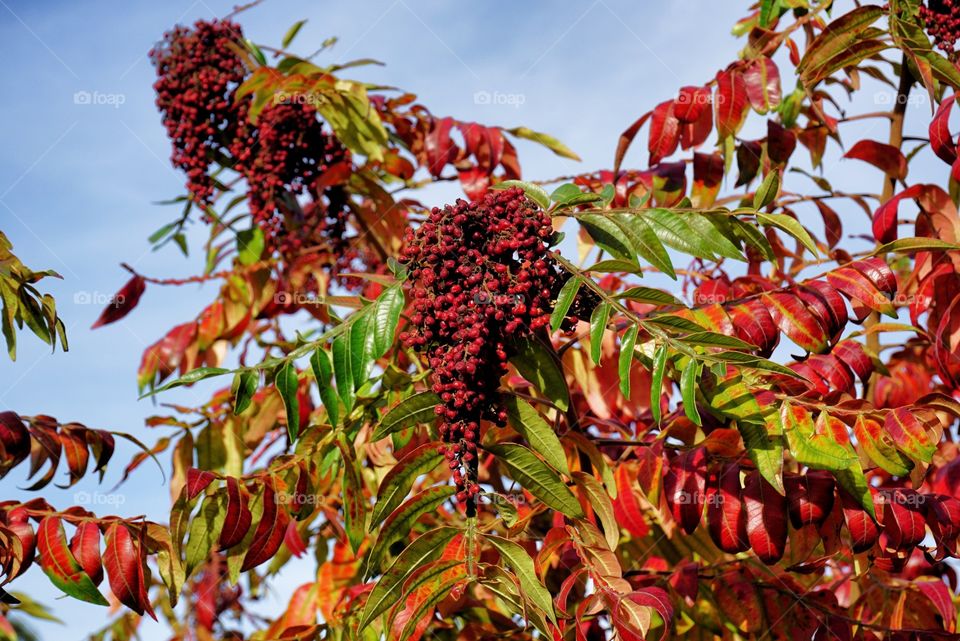 Red Berries in Cluster with Colorful Foliage  