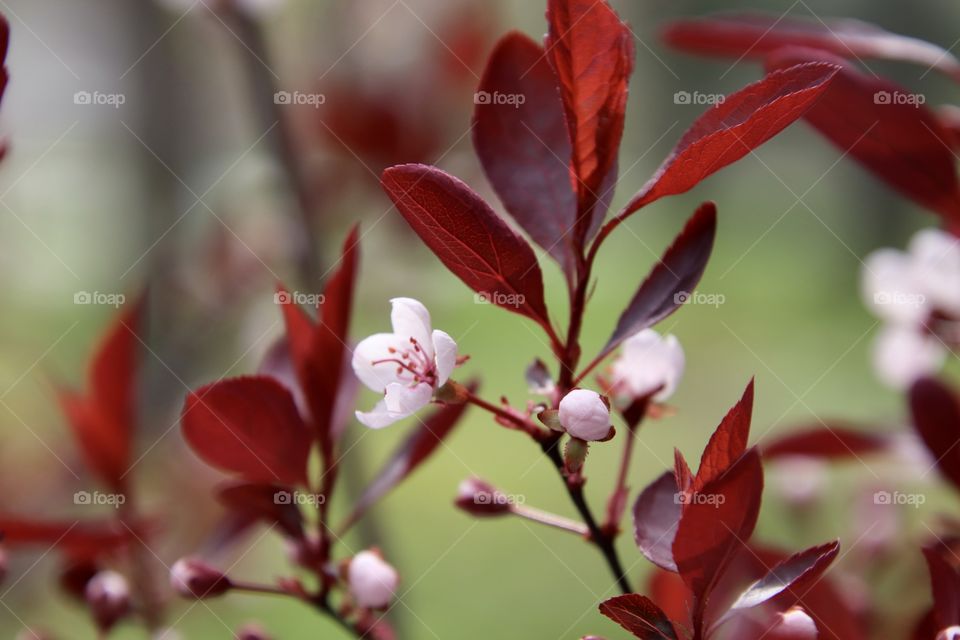 Sand cherry tree blooms in Spring