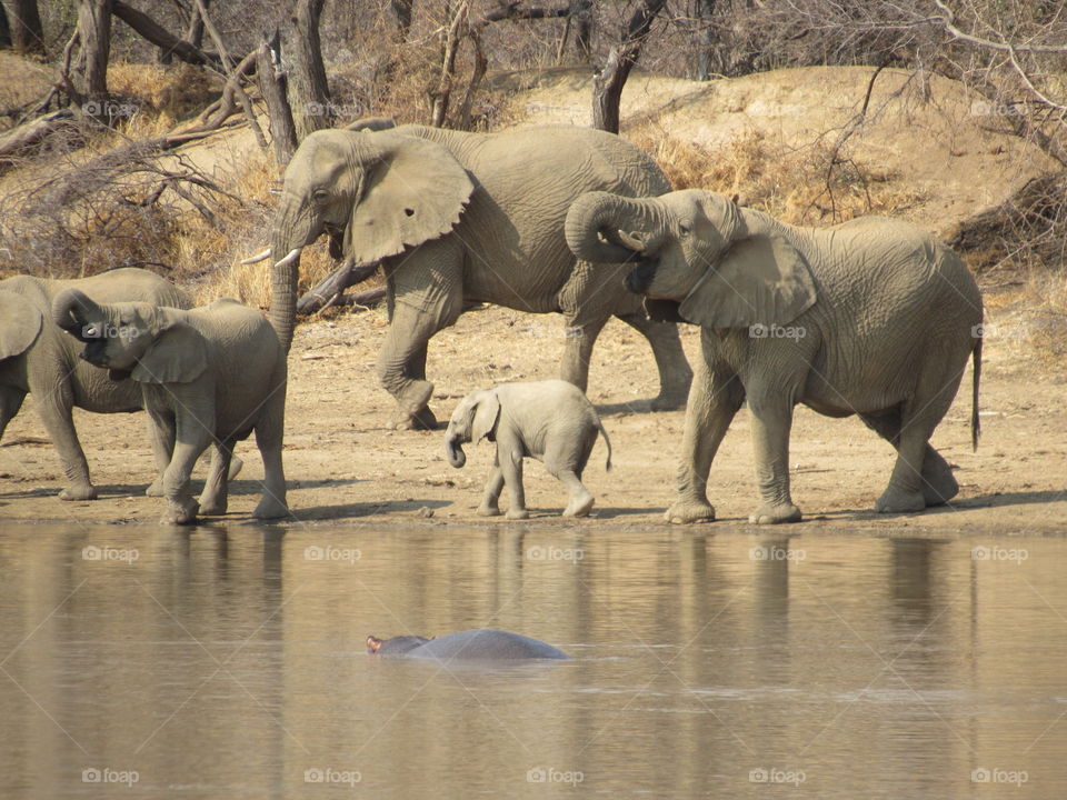 Elephants and babies