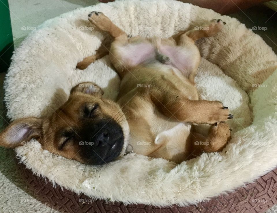 Sweet exhausted puppy flopped in his bed, chasing birds in his dreams.