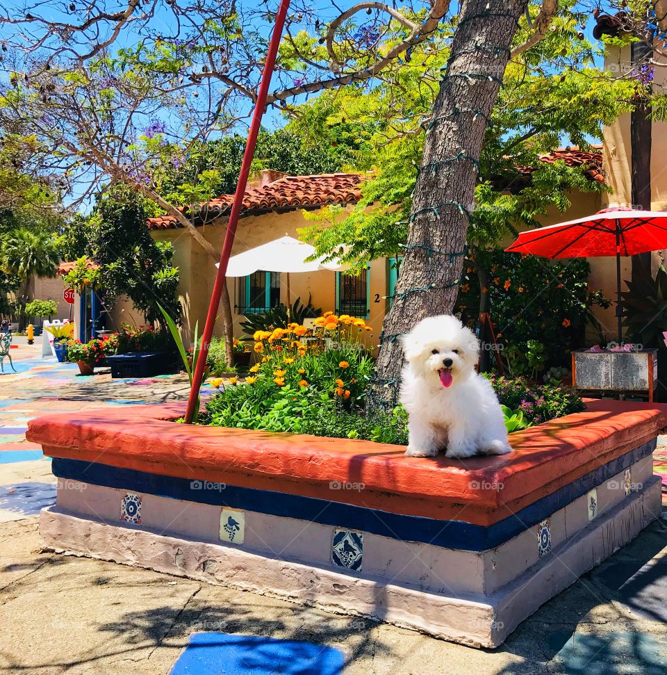 In a sunny, colorful courtyard, a furry white Bichon puppy plays near umbrellas, trees and flowers. 