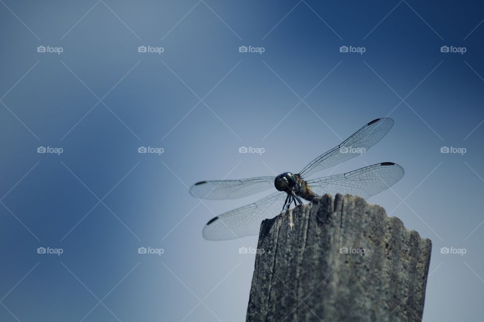 Dragonfly on fence