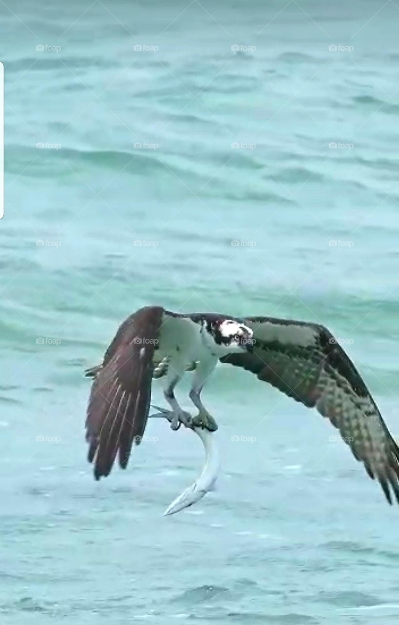 Eagle Catching Fish