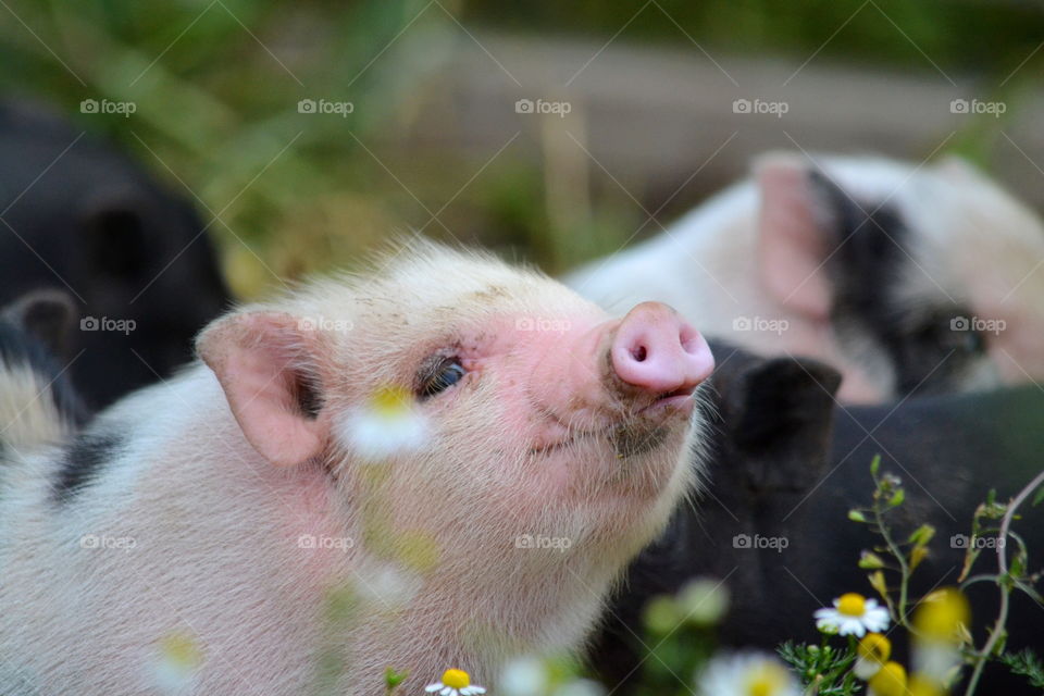 Close-up of a piglet